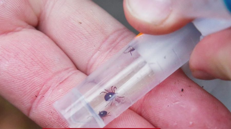 Tick-borne illness increases, leading to allergies to meat and dairy.