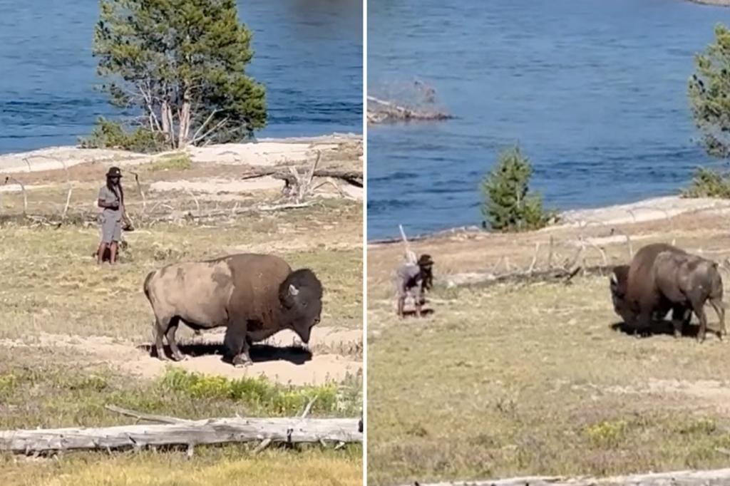 Tourist mocks bison at Yellowstone National Park: video