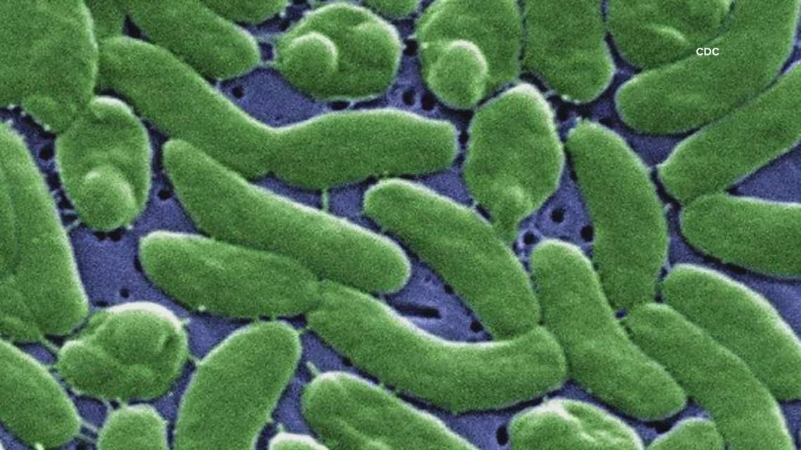 Two deaths linked to flesh-eating bacteria in Louisiana oysters