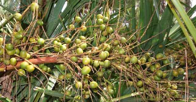 Unauthorized Immigrants Taken Into Custody for Stealing 6,000 Pounds of a Florida Farmer's Berry Harvest