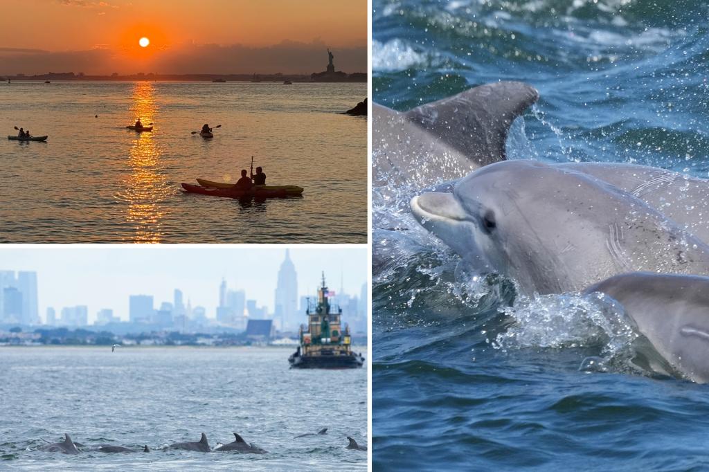 Uncommon bottlenose dolphin sightings in NYC excite fortunate onlookers