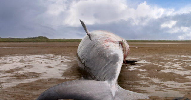 Upset Whale Passes Away Following Collision with New Jersey Vessel