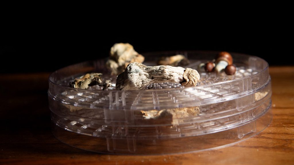 Utah religious group secures victory in legal battle for freedom of religion regarding psychedelic mushrooms