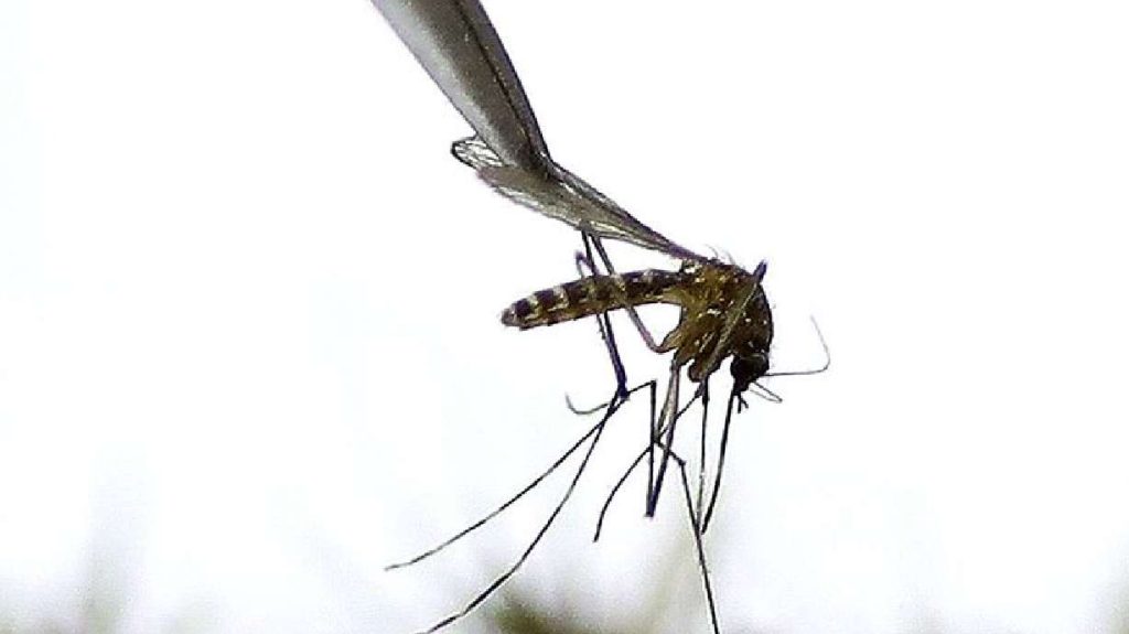 Virus found in mosquitoes in Salt Lake County, CDC verifies