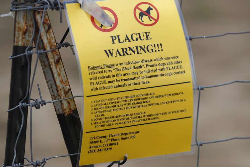 What continues to lead to outbreaks of the plague in the US?