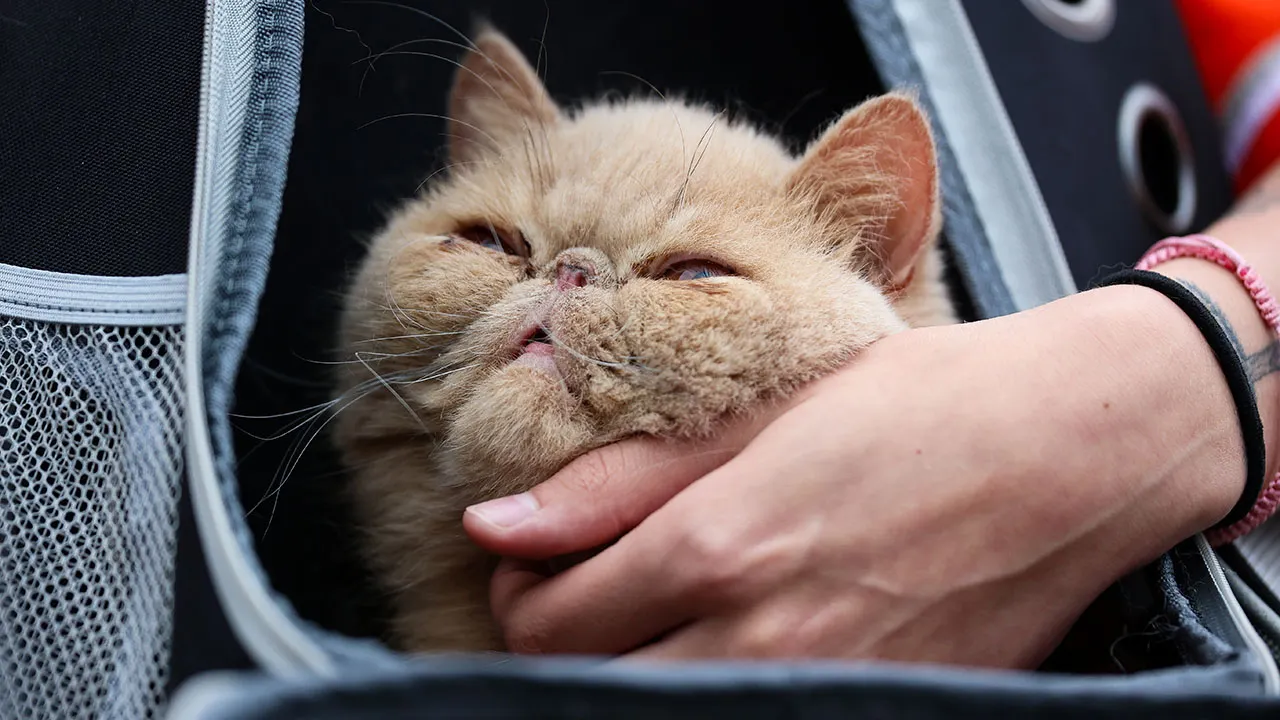 What is Pudge The Cat?