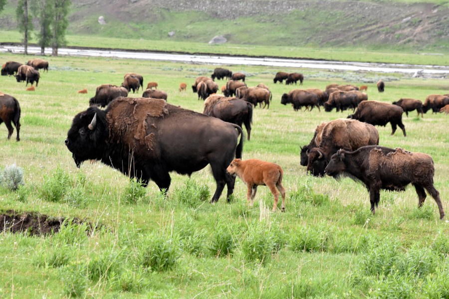 Yellowstone's bison are helping the ecosystem recover when they can move freely, according to a study.