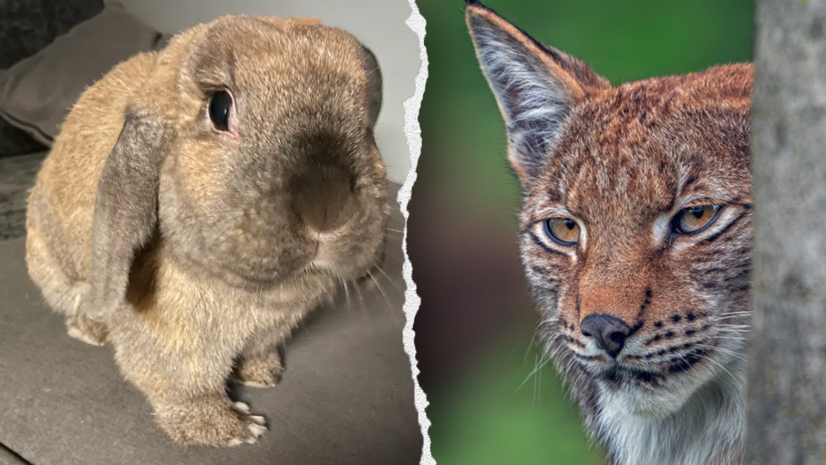 Zoo in Denmark seeks donations of unwanted pets to feed its predators; PETA objects