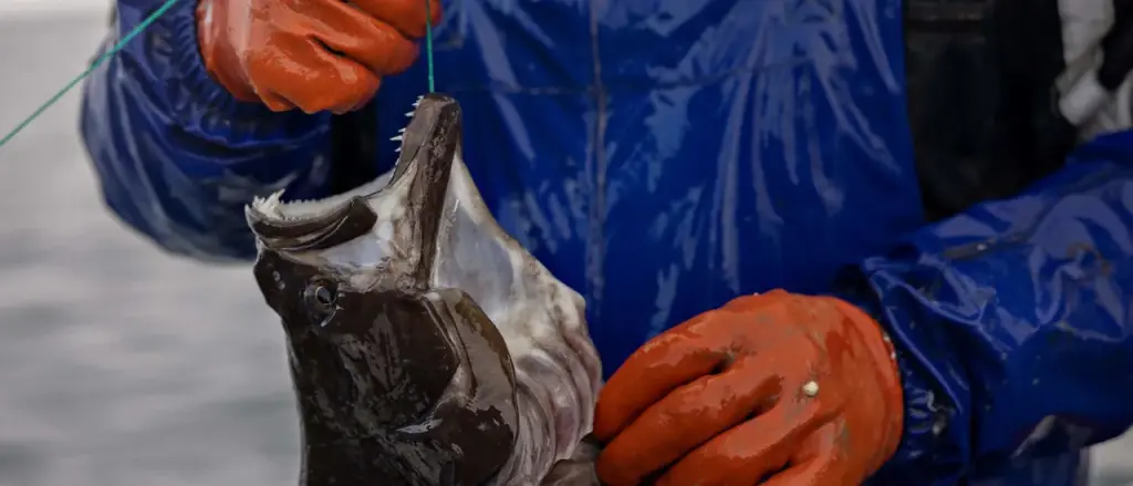 13-Year-Old from New Hampshire Catches Fish That May Set a Record and Weighs More Than He Does