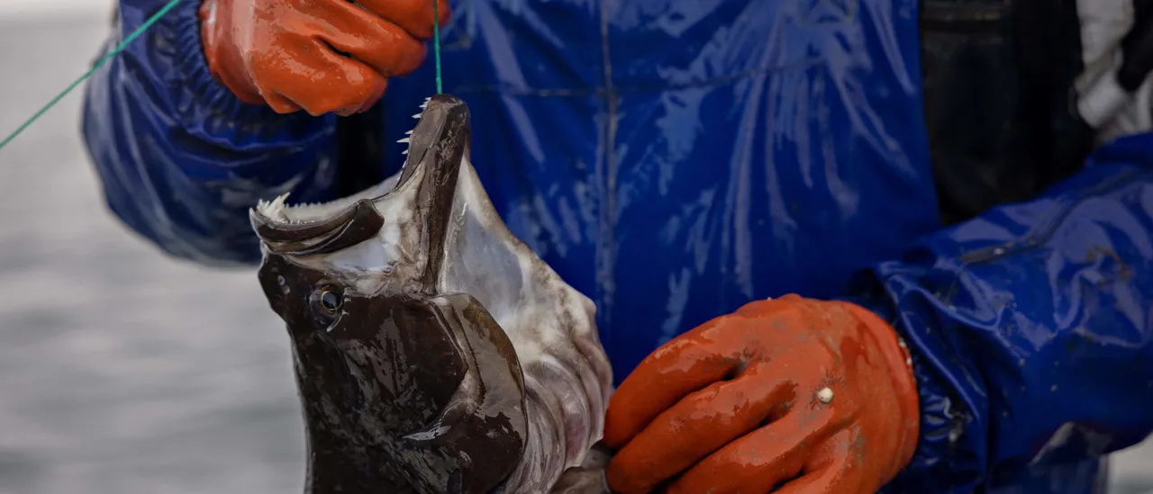 13-Year-Old from New Hampshire Catches Fish That May Set a Record and Weighs More Than He Does