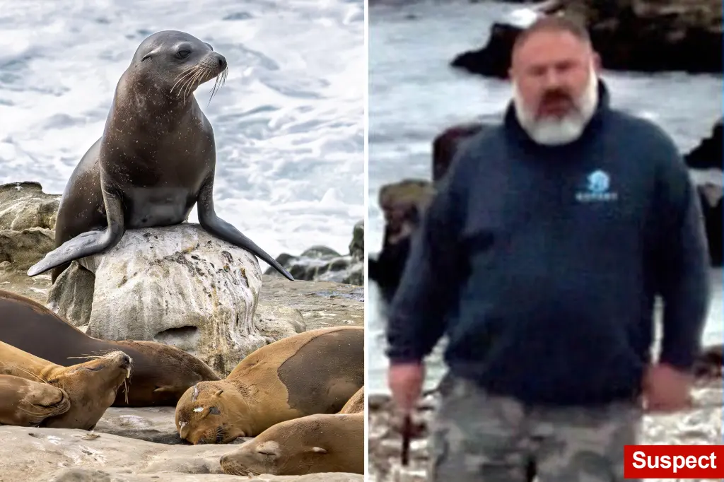 $20,000 reward for leads on man caught beheading sea lion in California amid troubling trend