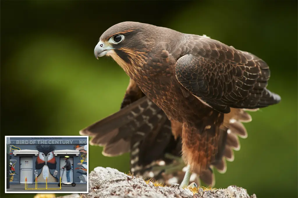 A bird unafraid to prey on its rivals triumphs in New Zealand's yearly bird election