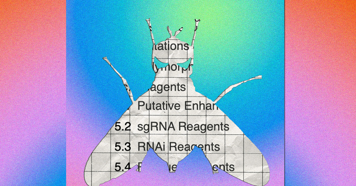 A collection of information on the small fruit fly