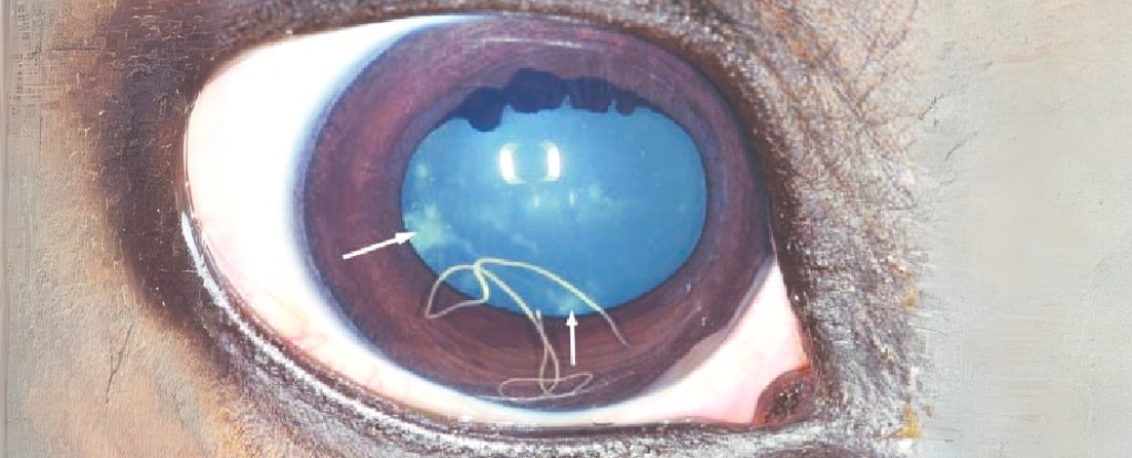 A lethal brainworm is spreading among moose in the US, but we can now monitor its progress.