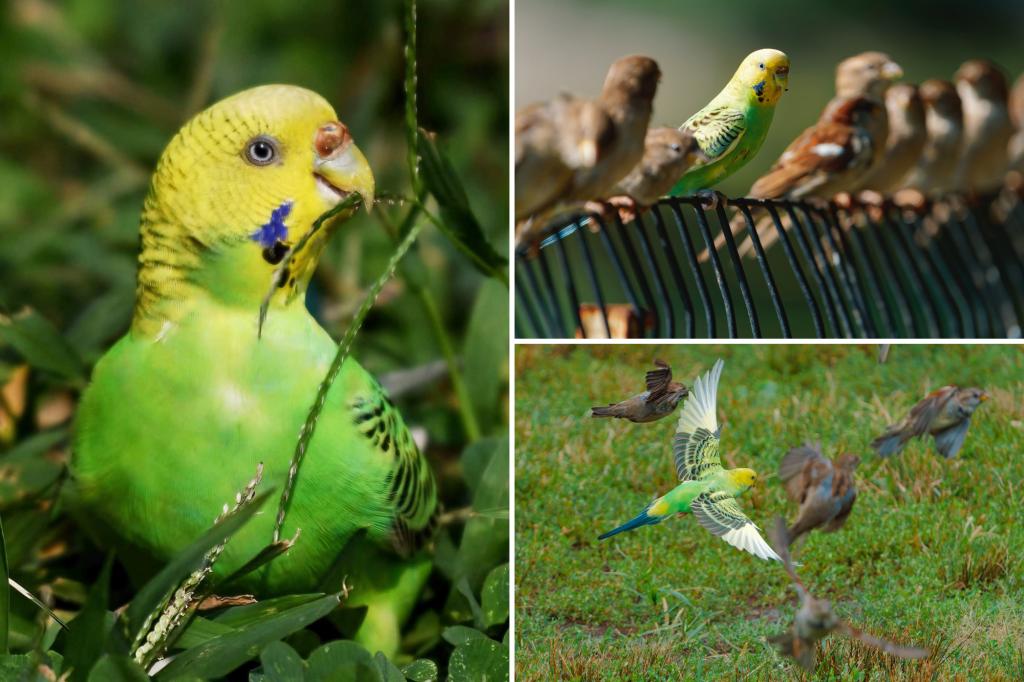 A missing budgie is residing with sparrows in Central Park