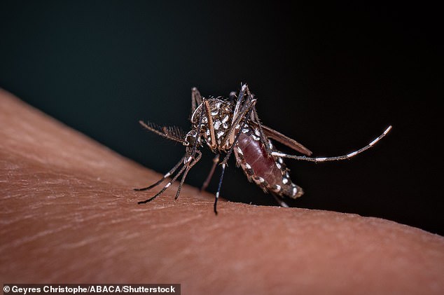 Advice from experts to prevent mosquito bites as dangerous diseases spread due to insects