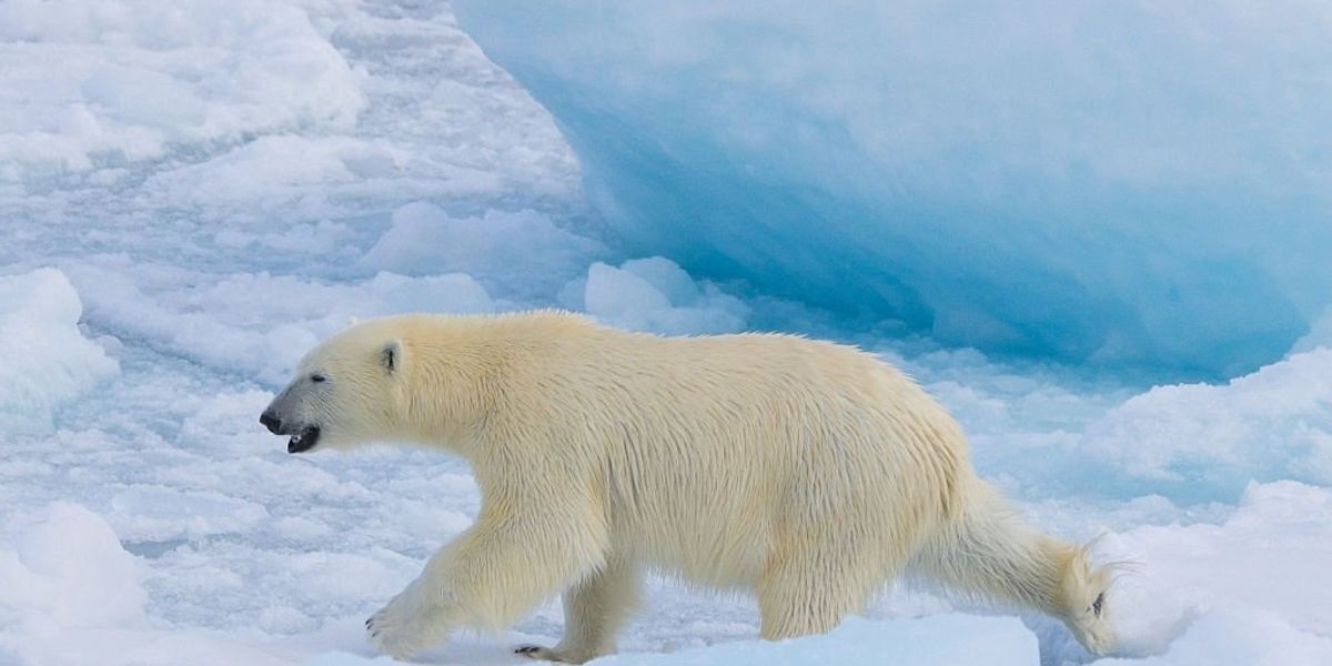 Al Gore mistaken once more: Research provides positive updates on Arctic ice trends while delivering negative news for climate opportunists.