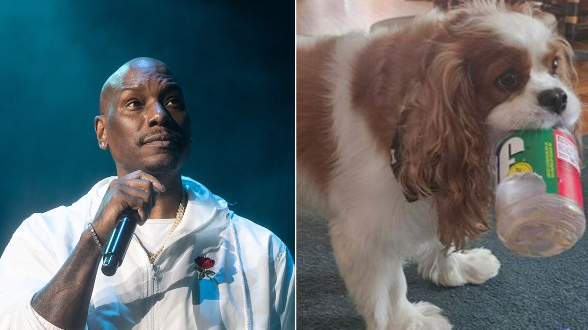Arrest warrant issued for Tyrese Gibson after dogs reportedly kill neighbor's pet.