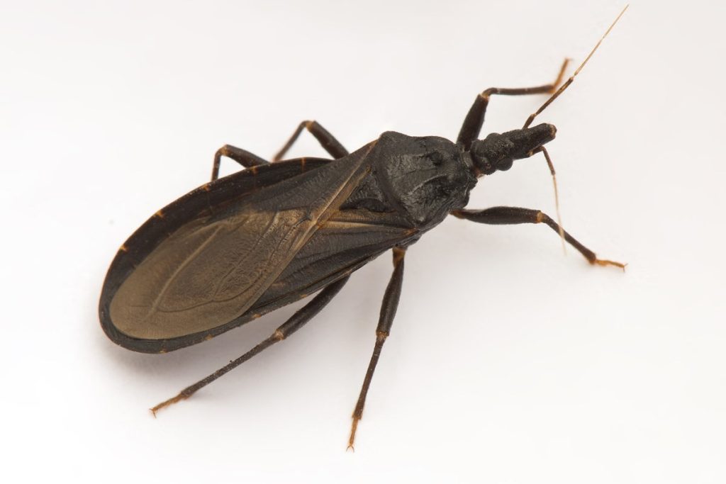 As many as 100,000 people in California may be at risk of a potentially deadly illness caused by the 'kissing bug,' which was not often seen in the US before.