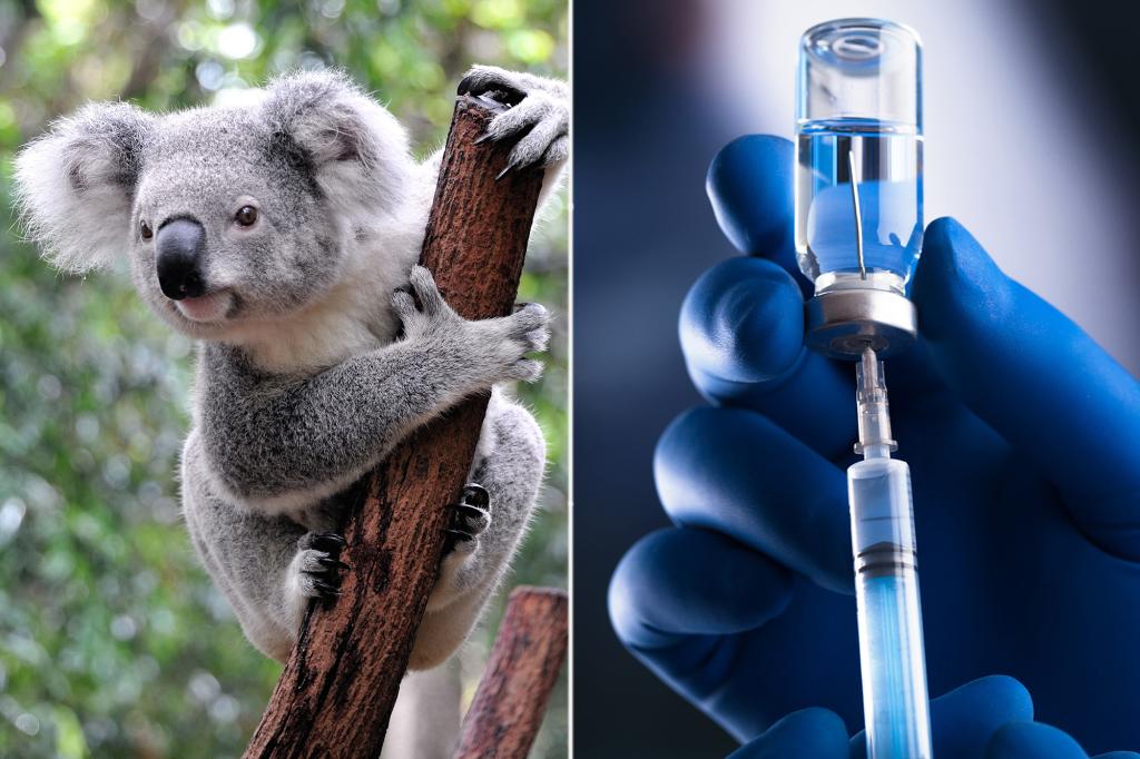 Australia gives the green light to a vaccine to safeguard koalas from chlamydia