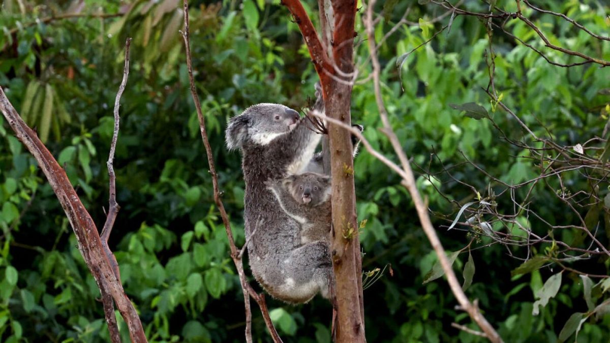 Australia grants approval for chlamydia vaccine for koalas