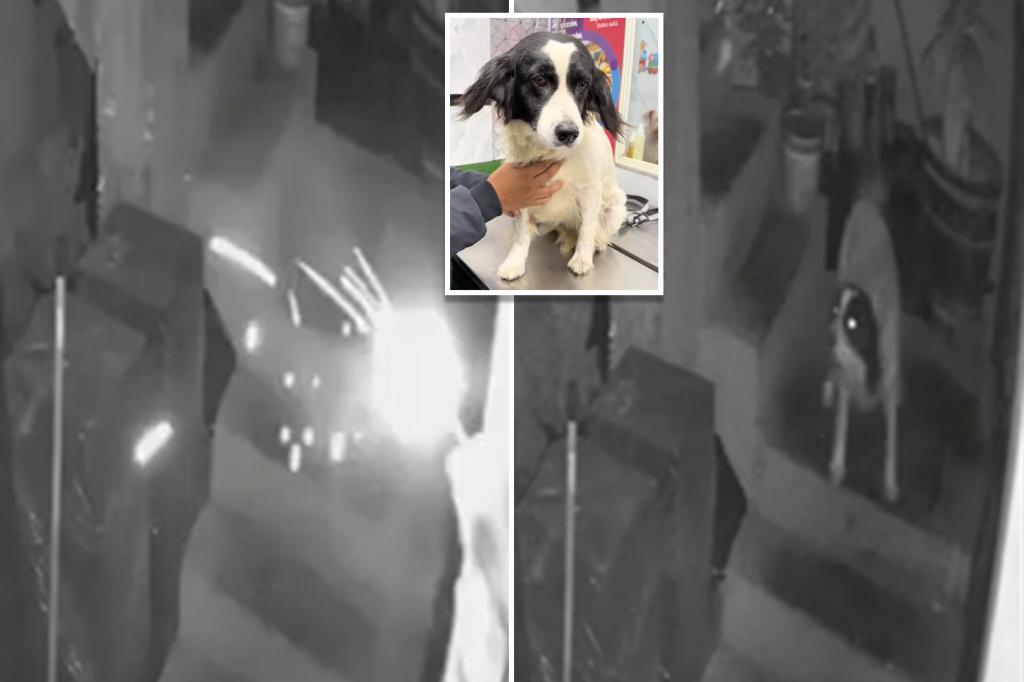 Brave dog puts out burning stick of dynamite thrown into reporter's yard