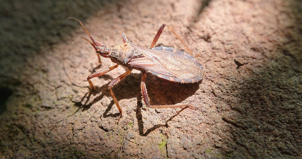 CDC designates 'kissing bug' disease as widespread in the U.S.