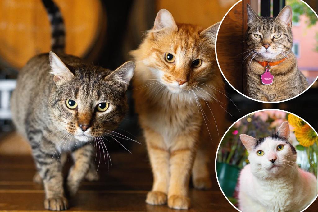 Cats of New York book highlights the city's finest felines