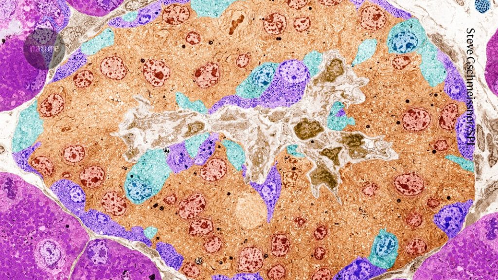 Cells edited with CRISPR produce insulin in an individual while avoiding detection by the immune system.