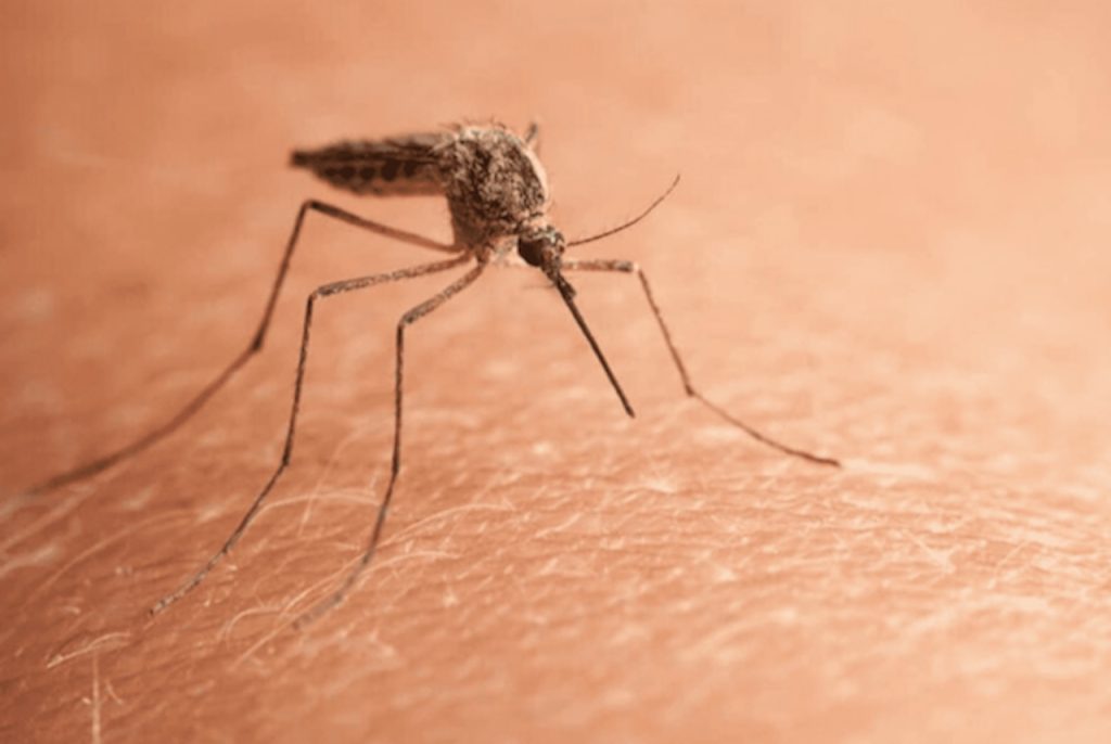 Central NY man dies from EEE; first EEE-related death in the area since 2015