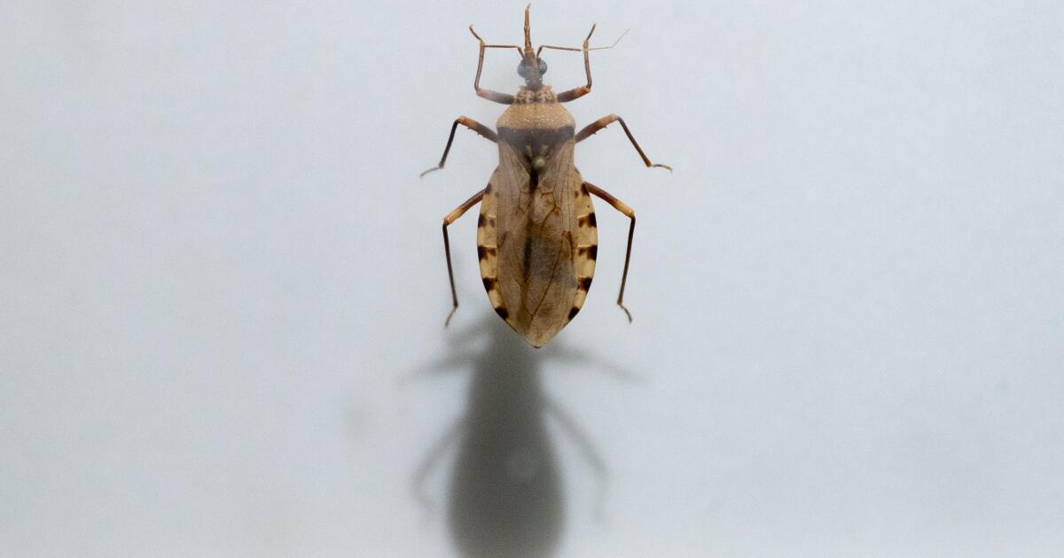 Chagas disease: The serious illness you might not know about has arrived.