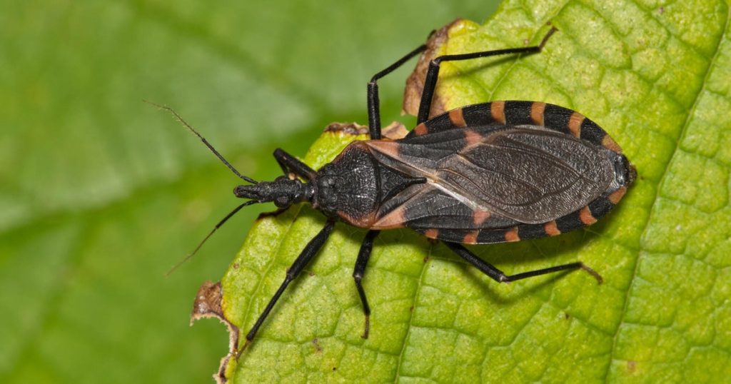 Chagas disease, also known as deadly kissing bug disease, is spreading in the U.S. Here’s what you should understand.