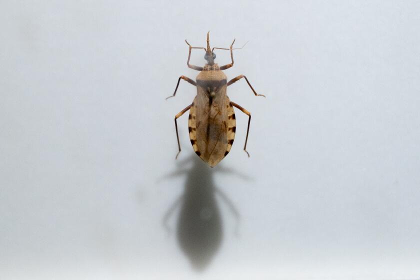 Chagas disease, once thought to be a danger only in other countries, has now been found in California and the Southern U.S.