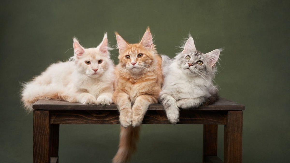 Check out these great deals on automatic litter boxes, beds, and toys during Cat Week.