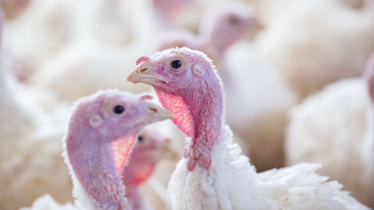 Close to 35,000 turkeys destroyed at a central Utah plant due to the return of bird flu