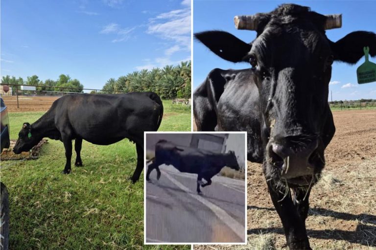 Cow named 'Mootilda' becomes popular after being rescued from an ...