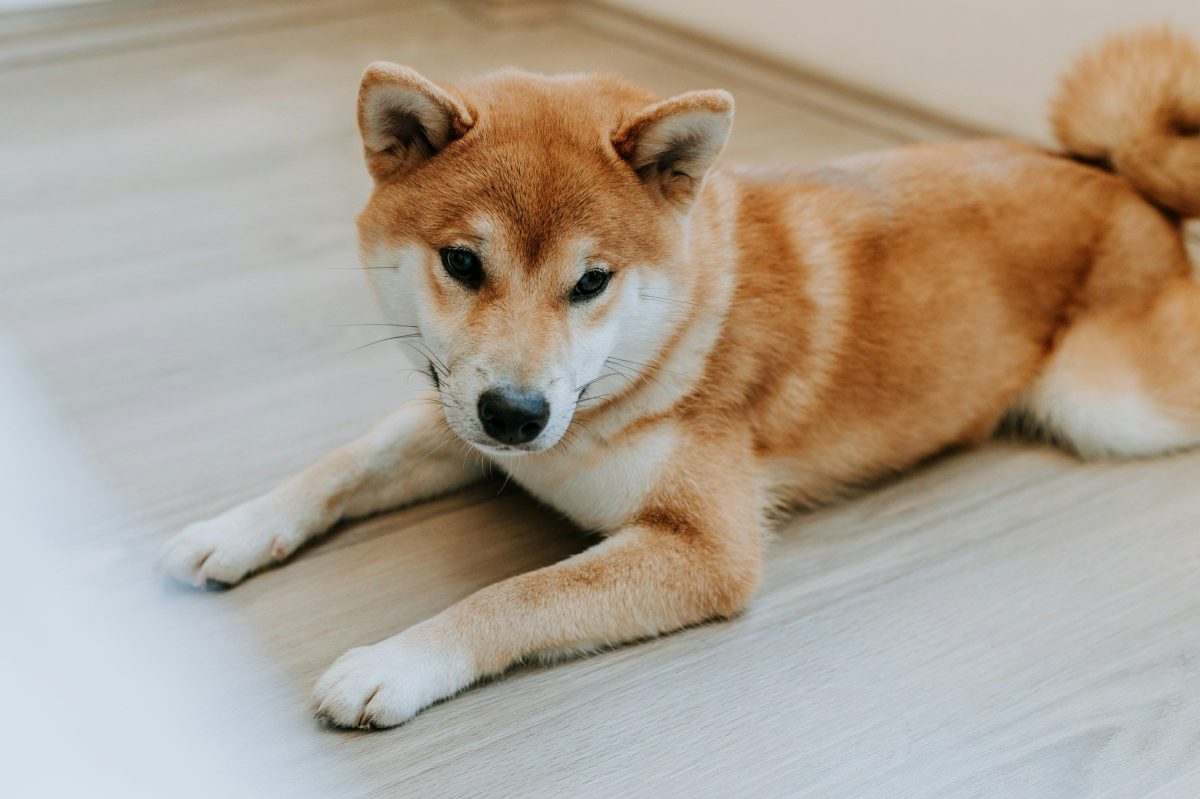 Dogecoin ETF Expected to Launch in the U.S. on Thursday
