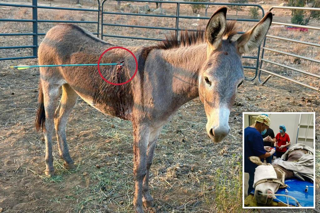 Donkey named 'Cupid' is healing after being shot in the lung with an arrow while authorities search for the shooter.