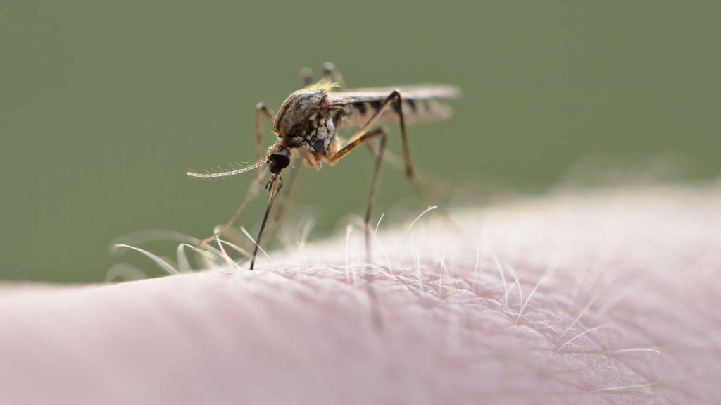 Eight cases of West Nile virus in humans, including one fatality, reported in Utah and Davis counties.