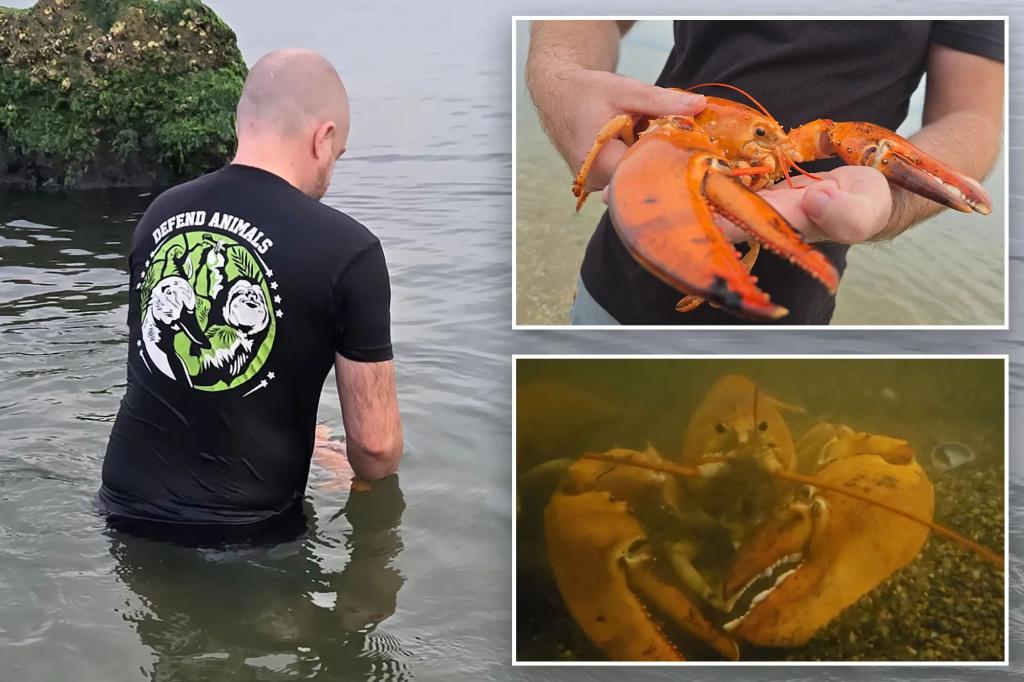 Extremely rare 1-in-30-million orange lobster discovered at NY supermarket but saved from being served