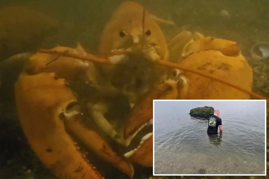 Extremely rare 1-in-30-million orange lobster goes back to the ocean after being found in a NY supermarket: video