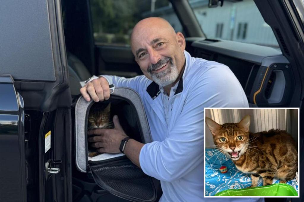 Family in Florida discovers their lost cat 900 miles from home