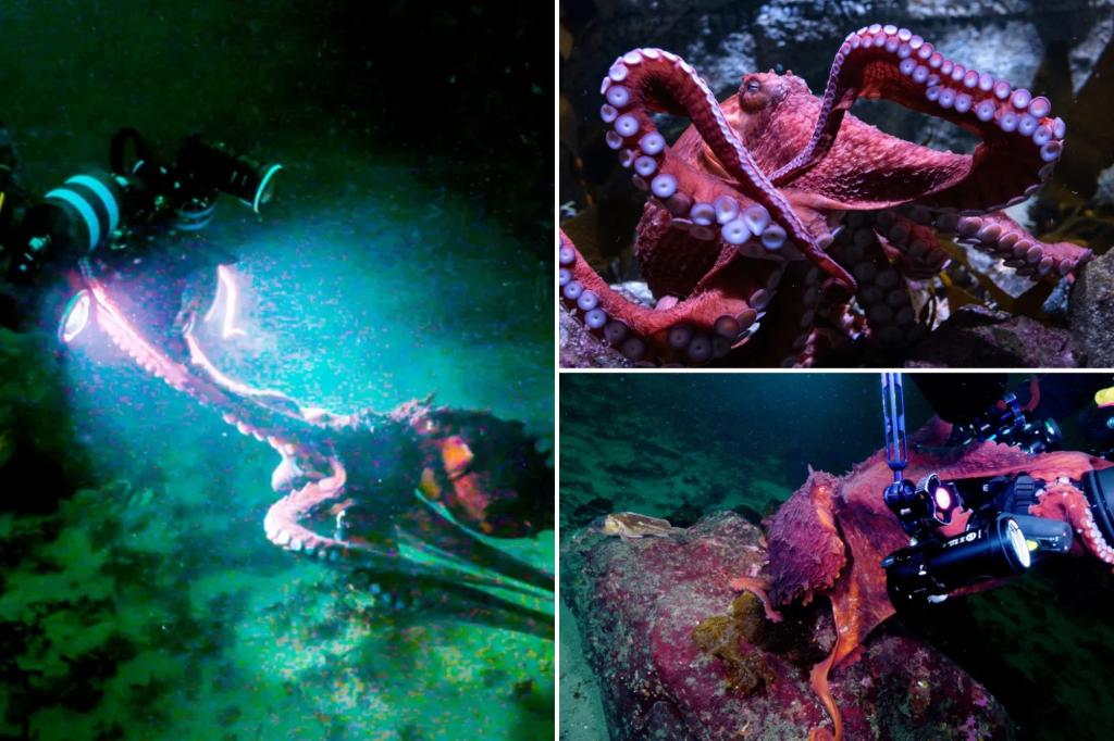 Fans bid farewell to cherished California octopus as she nurtures her eggs in her last stage of life