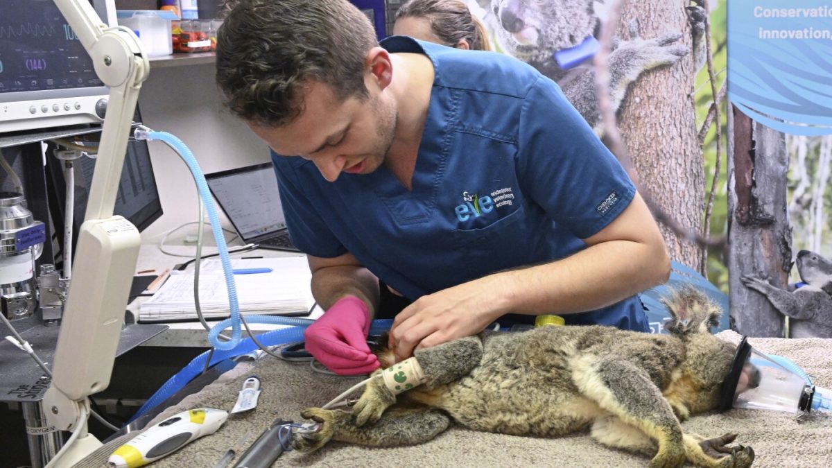 First-ever vaccine authorized to shield koalas from chlamydia