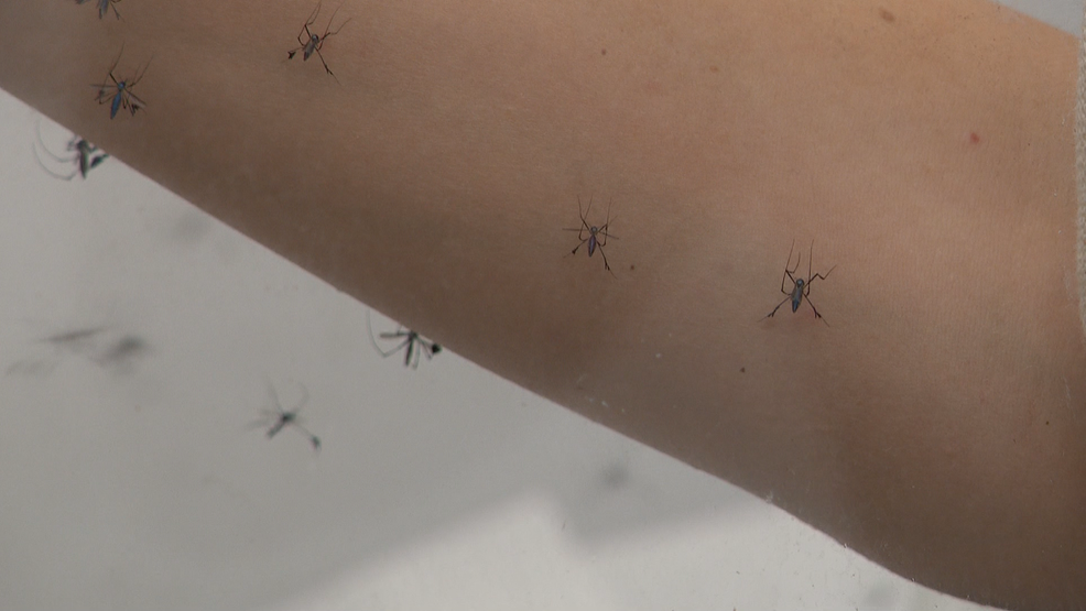 Health officials in Davis County confirm the first death from neuroinvasive West Nile Virus.