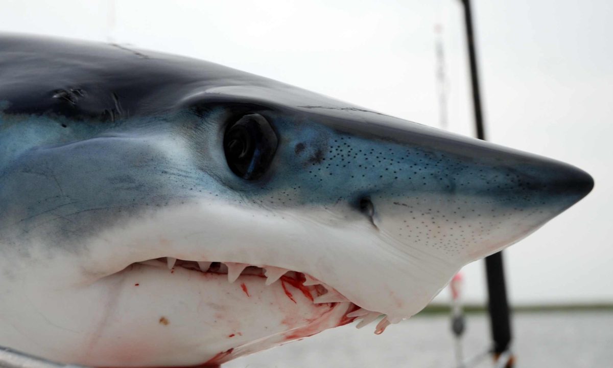 Humans were already fishing for tuna and sharks 40,000 years ago.