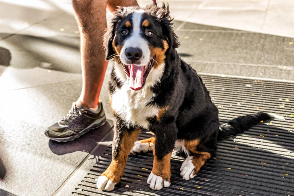 I want to support my daughter with her baby, but I'm afraid of their dog.