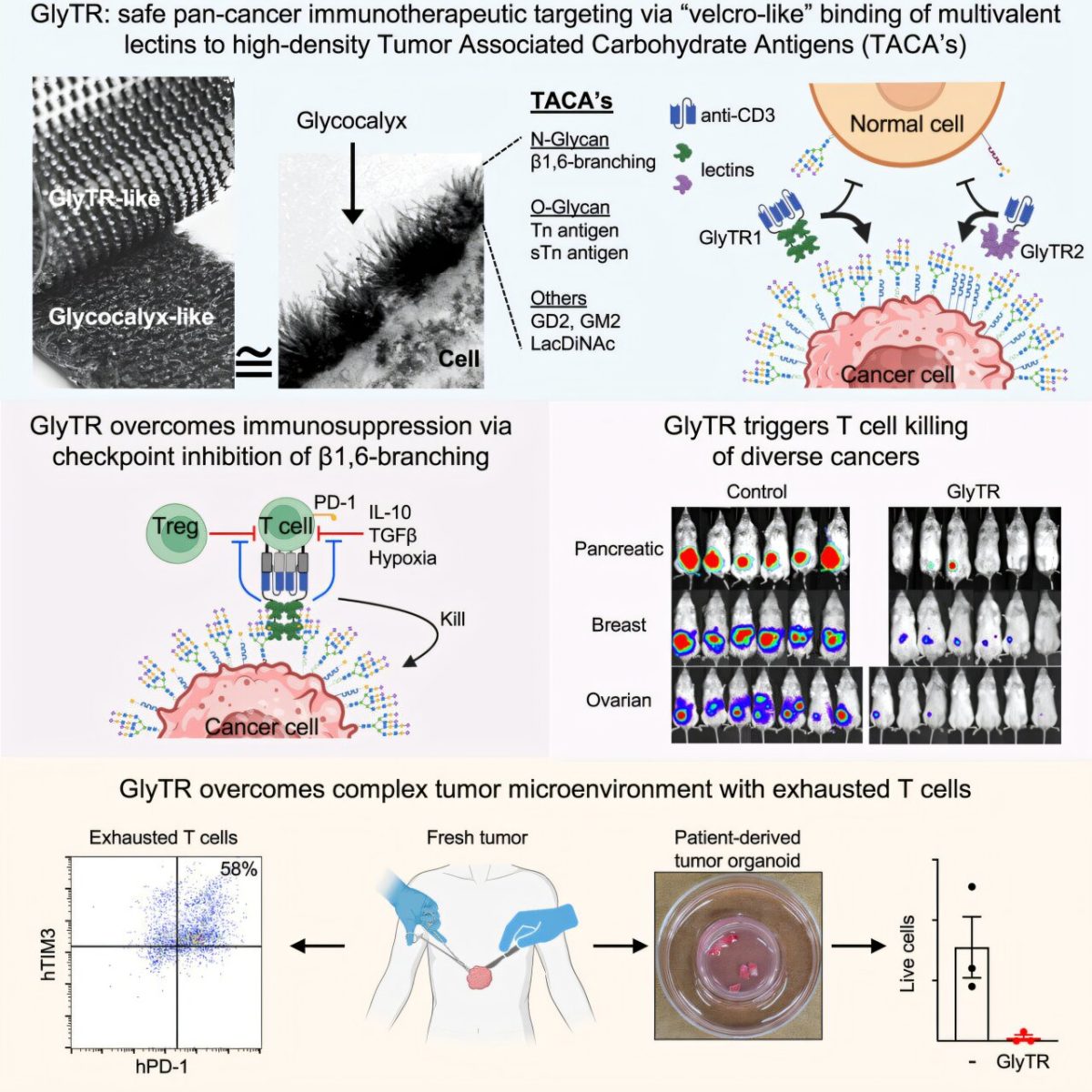 Innovative immunotherapy targets tumors while sparing healthy tissue