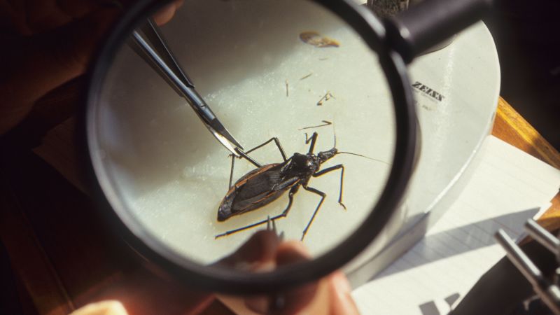 Kissing bug: Experts indicate that Chagas disease is now prevalent in the US