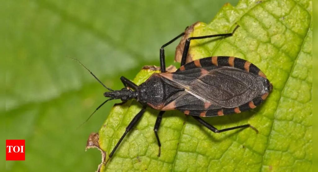 Kissing bug spreading in the US; Information on the rare and dangerous Chagas disease that can lead to fatal heart issues and strokes